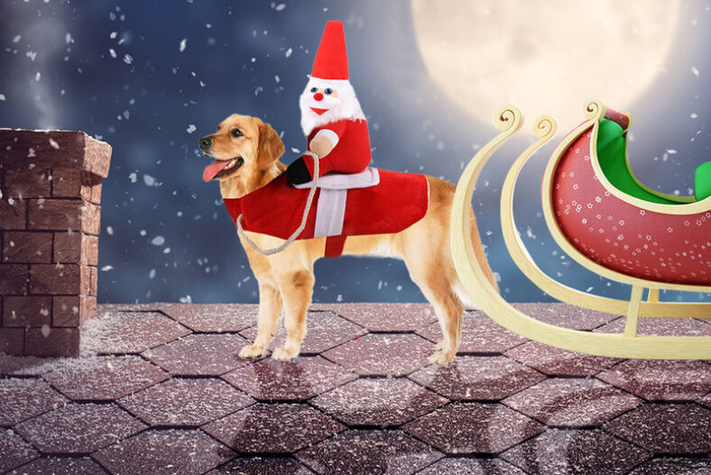 Pets Funny Santa Claus Outfit – For Dogs or Cats £8.99 instead of £21.99
