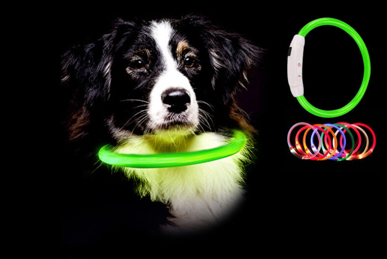 LED Light Up Dog Collar – 3 Sizes & 8 Colour Options! £7.99 instead of £19.99