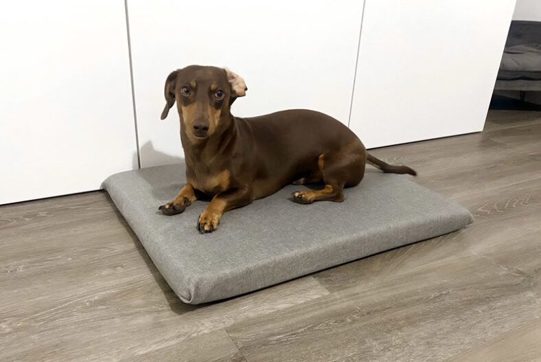 Luxury Grey Memory Foam Orthopaedic Dog Bed – 4 Sizes £14.99 instead of £69.99