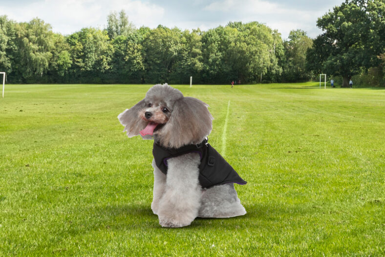 Pet Winter Zip Up Harness Jacket – Three Colours & Six Sizes! £7.99 instead of £16.99