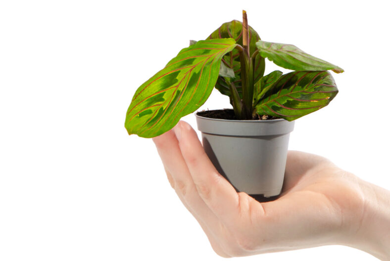 Mixed Collection of Indoor Baby Plants £16.99 instead of £32.97