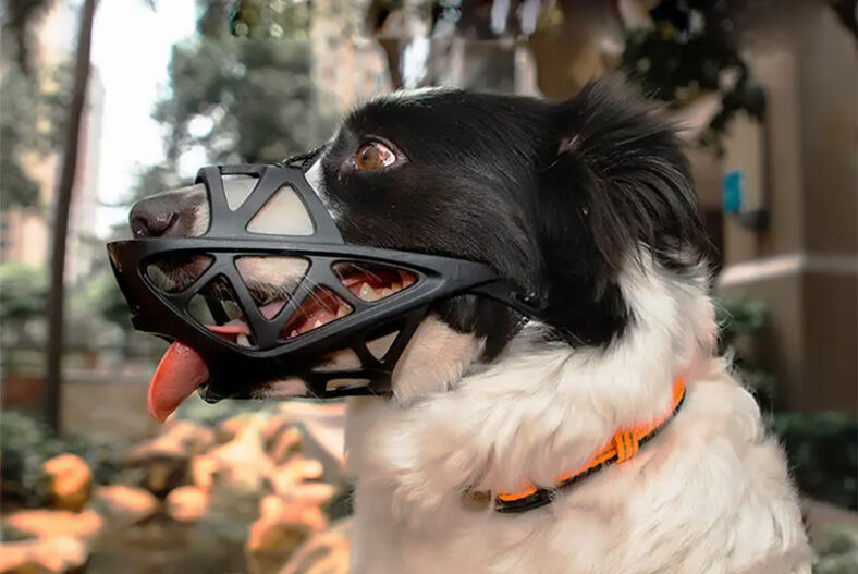 Breathable Webbed Dog Muzzle – 4 Colours & Sizes! £5.99 instead of £16.99