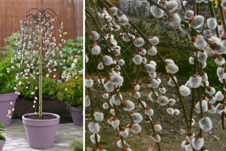 £19.99 for one Kilmarnock Salix willow plant, £29.99 for two plants, or £39.99 for two plants and two planters from Gardening Express – save up to 33%