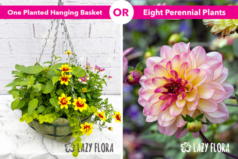 Premium Perennial Plant Set (8 Pack) or Pre Planted Hanging Basket Subscription – Lazy Flora £14.99 instead of £37.50