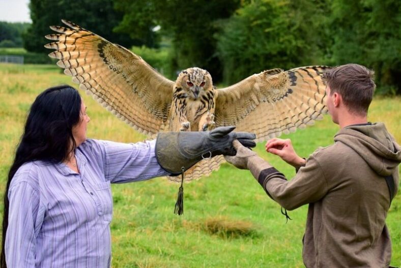£29 instead of £75 for a 3-hour birds of prey experience with Mercer Falconry, Swadlincote – save 61%