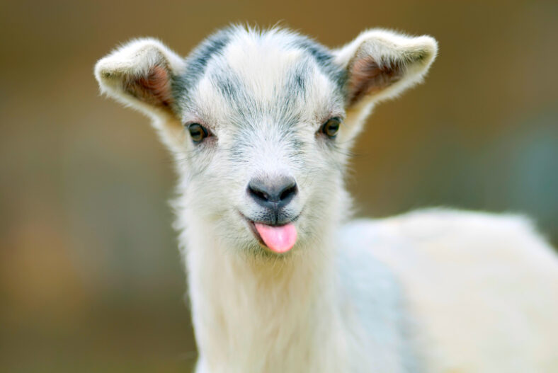 ‘Meet the Pygmy Goats’ Experience, Farm Entry and Cream Tea £16.00 instead of £45.00