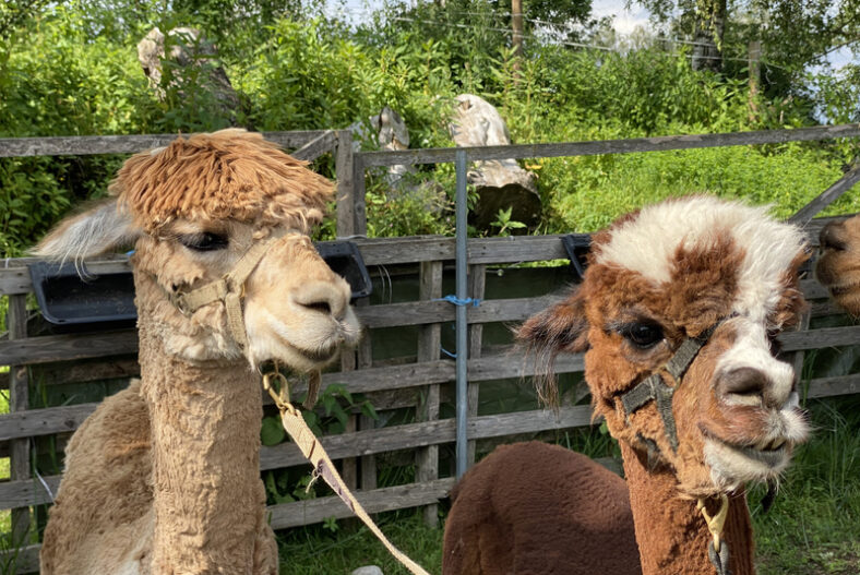 2-Hour Pennybridge Farm Alpaca Experience For 2 £25.00 instead of £50.00