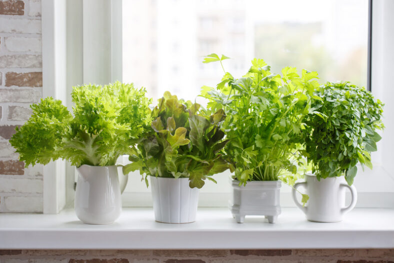 Embark on a Green Journey with Our Online Creative Indoor Mini Gardens Course! £5.00 instead of £99.00