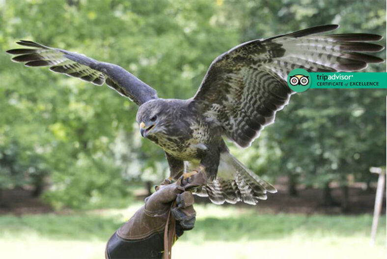 Owl & Hawk Experience for 1 or 2 – Stockley Birds of Prey £19.00 instead of £50.00