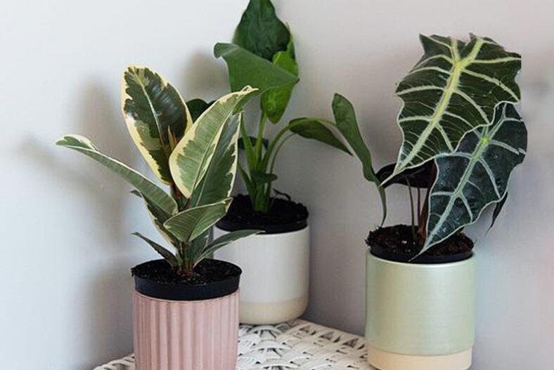 Green House Plants Bathroom Trio – 4 Options! £19.99 instead of £27.99