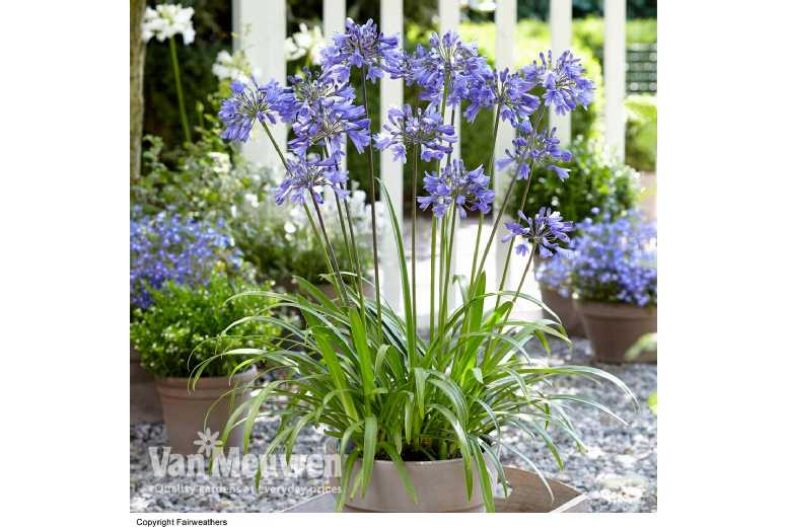 up to 3 Agapanthus Ever Sapphire Plants £9.99 instead of £14.99