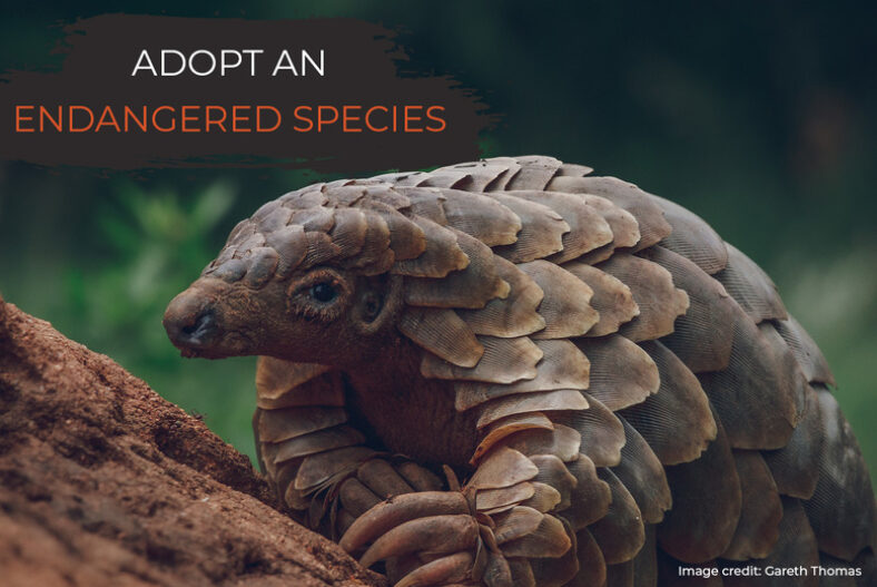 Pangolin Adoption – Digital Pack – Support Conservation – David Shepherd Wildlife Foundation £19.00 instead of £36.00