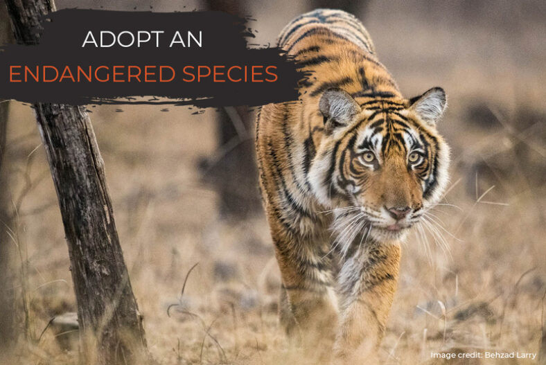 From £19 instead of £36 for a digital tiger adoption from David Shepherd Wildlife Foundation including a personalised certificate, fact sheets and photograph – save up to 47%