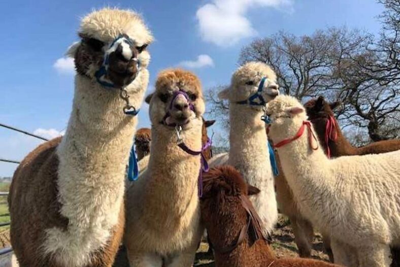 £29 instead of £56 for a 90-minute walking an alpaca experience for two people at Middle England Farm, Birmingham – save 48%