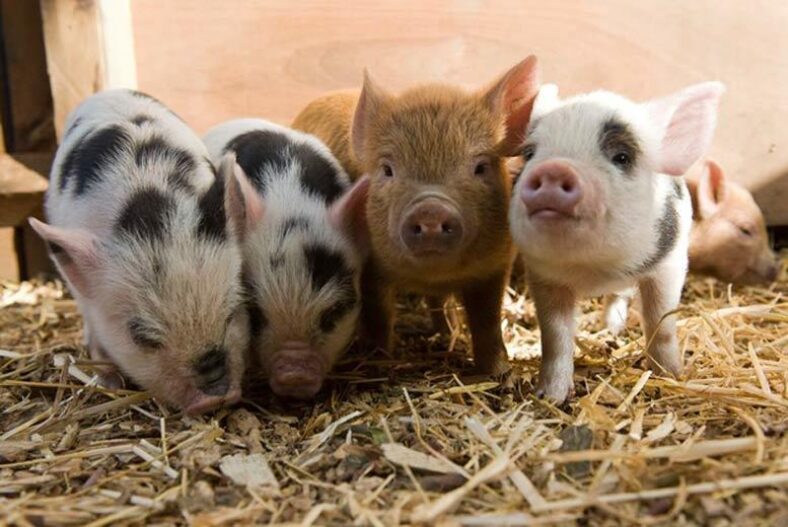 PRICE DROP: Award Winning Two Hour Piggy Pet & Play Experience at Kew Little Pigs £14.00 instead of £25.00