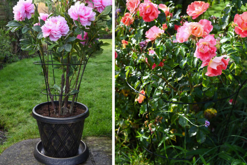 From £14.99 instead of £24.99 for a peony or herbaceous plant frame from Van Meuwen – save up to 40%