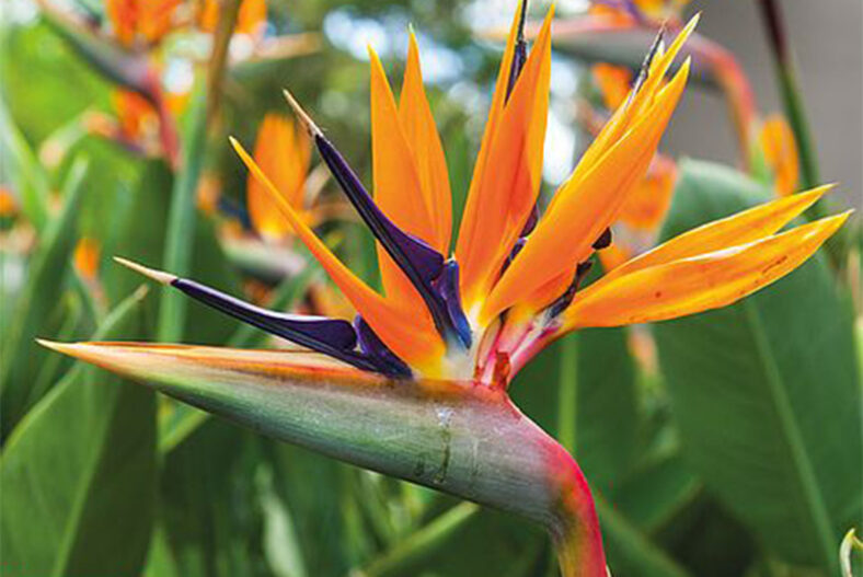 £9.99 instead of £14.99 for one bird of paradise plant, £14.99 for two plants or £19.49 for three plants from Thompson & Morgan – save up to 33%