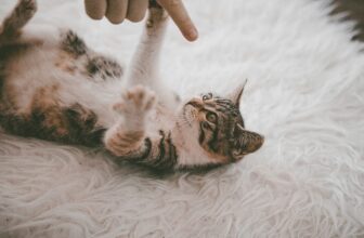 Top 10 Carpet Cleaning Companies Revolutionizing the Industry