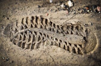 Reducing Our Carbon Footprint: The Transformative Impact of AI in Environmental Analysis