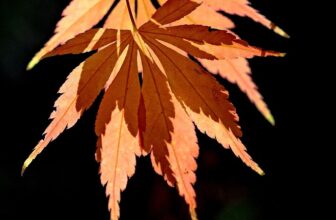Clarity in Decay: Leveraging A.I. to Identify Ambiguities in Will Wording and Enhance the Probate Process in the UK