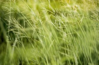 Transforming Conservation: The Role of AI in Revolutionizing Environmental Monitoring