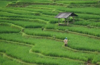 Growing Smarter: The Transformative Role of AI in Modern Agriculture