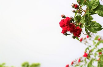 Enhancing Efficiency: How AI is Streamlining Application Rejections in UK Probate Processes