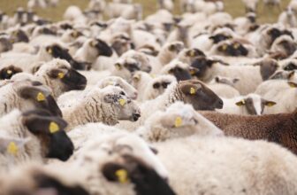 Streamlining Stock Issuance: The Transformative Benefits of AI in Monitoring Processes
