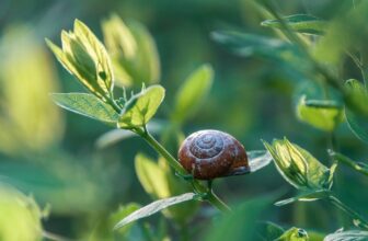 Top 10 Leading Companies in the Pest Control Industry: A Comprehensive Overview