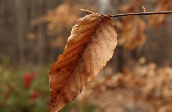Breathe Easy: Effective Strategies for Sinus Relief and Wellness