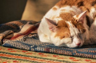 Unlocking the Secrets of Sleep: How Sleep Tracking Can Transform Your Rest and Well-Being