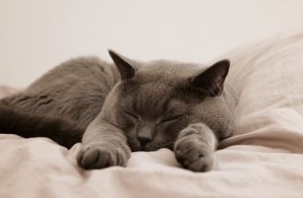 Unlocking Rest: Innovative Biohacking Techniques for Optimal Sleep