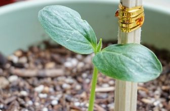 Boosting Your Vitality: Ultimate Guide to Natural Testosterone Support