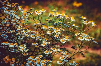 Unlocking the Power of Adaptogenic Herbs: Nature’s Solution to Stress and Wellness