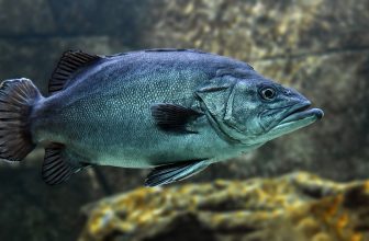 Exploring the Benefits of Fish Oil: A Key to Better Health and Wellness