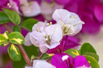 Embracing Authenticity: Celebrating the Essence of Natural Beauty