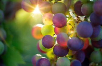 Embracing Nature’s Bounty: The Benefits and Myths of Organic Food