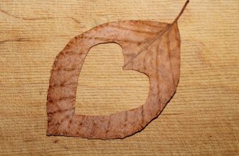 Understanding Leaky Gut: The Hidden Link Between Digestive Health and Overall Well-Being