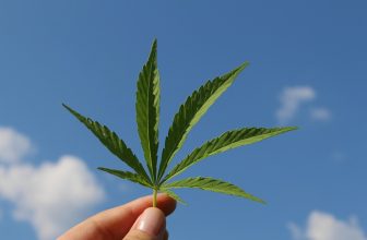 Exploring the Benefits of Hemp Supplements: Nature’s Nutritional Powerhouse