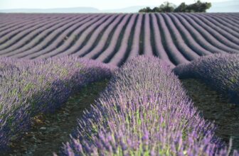Unlocking Nature’s Essence: A Comprehensive Guide to the Benefits and Uses of Essential Oils