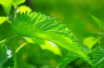 Boosting Your Mood: A Comprehensive Guide to Natural Serotonin Support