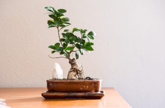 Embracing Serenity: Your Guide to a Stress-Free Lifestyle