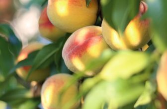 High-Frequency Foods: Understanding the Impact of Daily Choices on Health and Nutrition