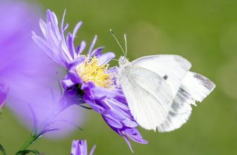 Enhancing Environmental Stewardship: The Role of AI in Monitoring and Protecting Our Planet