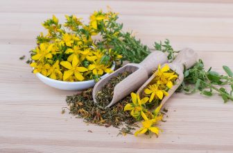 Embracing Wellness: The Power of Naturopathy in Modern Healthcare