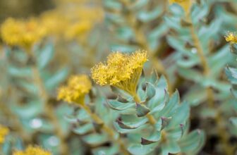 Unlocking the Power of Adaptogens: Nature’s Stress-Relief Secret