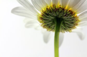Revolutionizing Technology: The Future of Image Recognition in Everyday Life