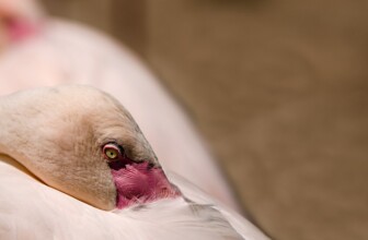 Unraveling the Mysteries of Sleep Disorders: Common Causes and Effective Treatments
