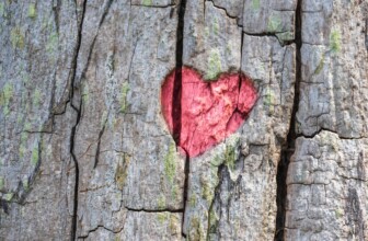 Empowering Your Heart: Essential Tips for Lifelong Cardiovascular Health