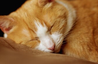 A Deep Dive into Sleep Disorders: Understanding Insomnia, Sleep Apnea, and More